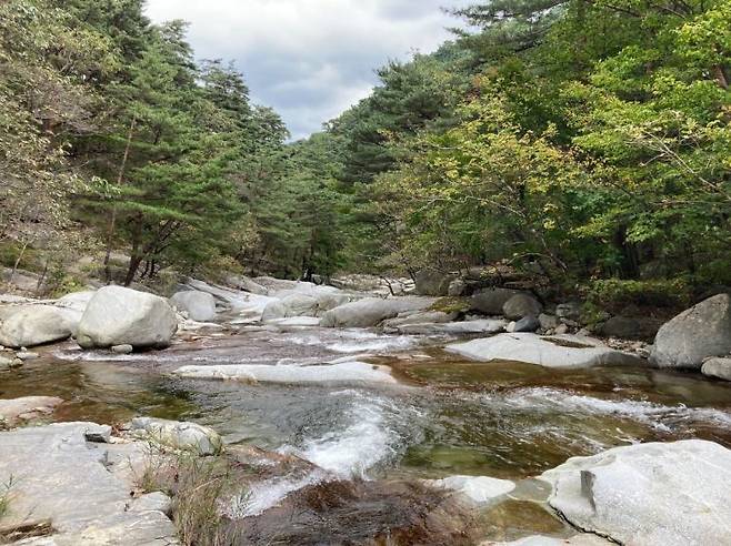 대관령 옛길 구간에 흐르는 시냇물은 여름철 무더위를 잠시나마 잊게 한다. 산림청 제공