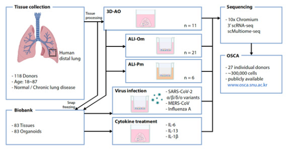 인체 유래 폐 기도 오가노이드 데이터베이스와 단일세포지도 구축 개요. [사진=서울의대]