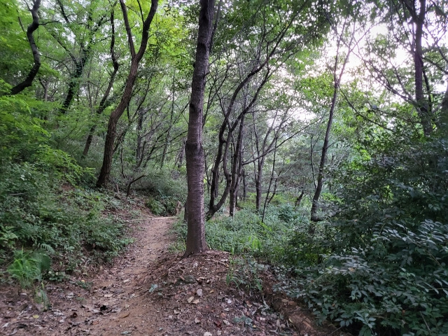 강간↓상해 사건이 발생한 서울 시내 한 공원 인근 야산. 박혜원 기자