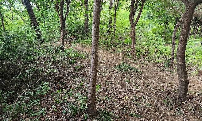 17일 서울 관악구 한 야산 등산로에서 발생한 성폭행 사건 현장. 공원 입구에서부터 10분가량 올라와야 하는 곳이긴 하지만, 산책길 바로 옆에서 범행이 벌어졌다.