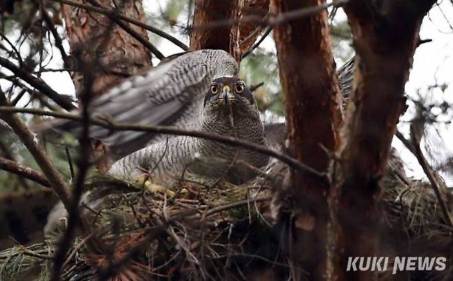 참매(천연기념물 제323-1호)