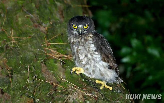 둥지를 벗어나 솔부엉이 새끼가 주변 나무에 앉아 있다.