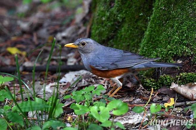 되지빠귀동구릉을 산책하다보면 가장 가깝게 만날 수 있는 야생조류 중 하나이다.