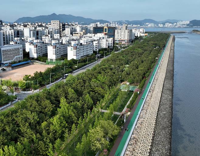드론이 지난 16일 촬영한 부산 강서 명지오션시티 해안방재림의 모습. 녹색연합 제공