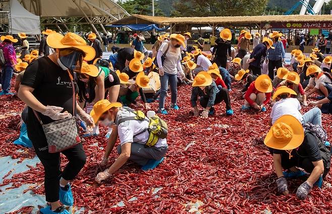 [괴산=뉴시스] 강신욱 기자 = 충북 괴산군의 대표 축제인 2022 괴산고추축제 사흘째를 맞은 3일 괴산유기농엑스포광장에서 진행된 '황금고추를 찾아라'에서 참가자들이 장갑과 덧신을 착용하고 순금 한 돈이 들어 있는 고추를 찾고 있다. (사진=괴산군 제공) 2022.09.03. photo@newsis.com *재판매 및 DB 금지