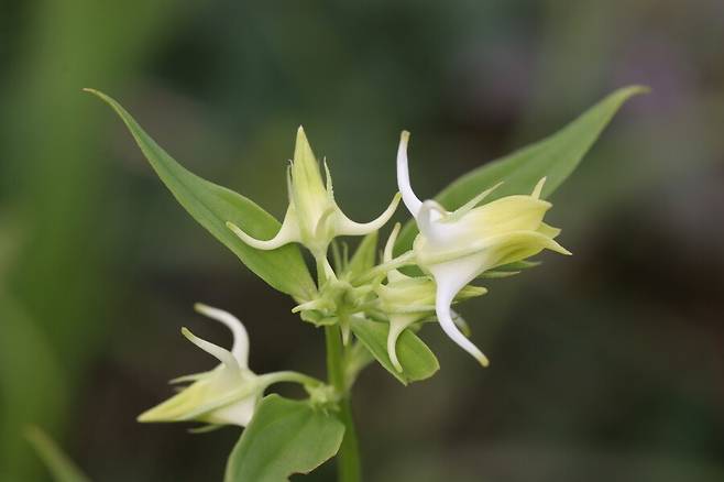 국내에 자생하는 참닻꽃(Halenia coreana). 과거에는 닻꽃(Halenia corniculata)으로 알려져 있었다. 국립생물자원관 제공