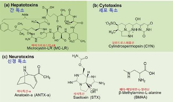 남세균 독소 종류와 분자 구조. [자료: Environmental Science and Technology, 2023]
