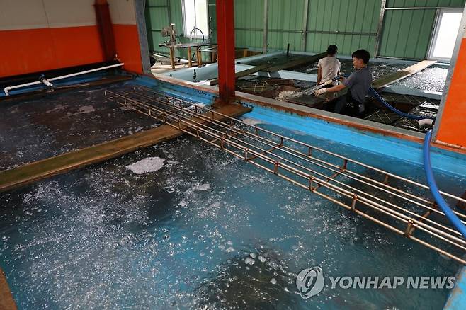 원전 오염수 방류…수산물 판매 영향은? (완도=연합뉴스) 정회성 기자 = 일본 후쿠시마 원전 오염수 해양 방류 예정일을 하루 앞둔 23일 오전 전남 완도군 노화읍 수산물 포장 작업장에서 어민이 전복을 손질하고 있다. 2023.8.23 hs@yna.co.kr