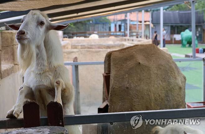 운영중단 부경동물원 (김해=연합뉴스) 이정훈 기자 = 동물복지 논란으로 지난 12일부터 운영을 중단한 경남 김해시 부경동물원에 남아 있는 염소. 2023.8.23 seaman@yna.co.kr