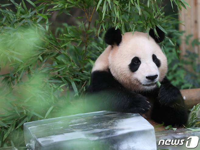 무더운 여름을 나고 있는 푸바오가 24일 오전 경기 용인시 처인구 에버랜드 판다월드에서 사육사들이 준비한 먹이를 먹고 있다. 2023.8.24/뉴스1 ⓒ News1 김영운 기자