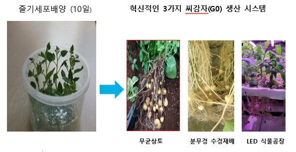 이노씨드시스템과 강원대학교가 공동으로 생산 중인 '통일'감자 씨감자 생산 시스템