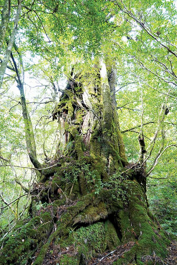 천년 이상을 살고 있는 야쿠시마의 야쿠스기들은 대부분 다른 나무들과 엉겨서 뿌리를 내리고 함께 살아가고 있다. 홀로가 아닌 더불어 살아가는 넉넉함이 느껴진다.