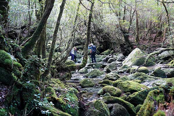 전 세계 이끼의 3분의 2가 야쿠시마에 서식하고 있음을 실감하게 하는 시라타니운스이쿄의 계곡길