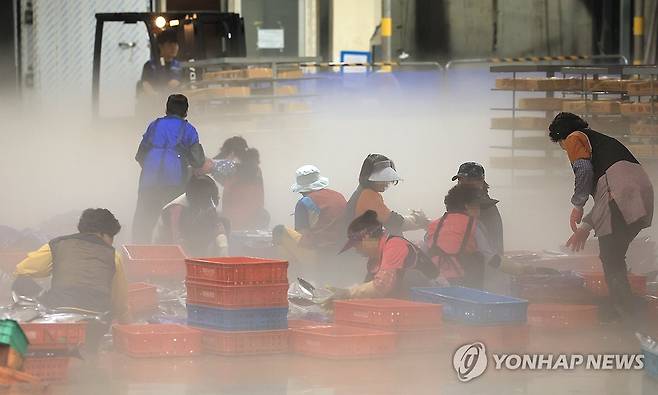 고등어 정리하는 어민들 (제주=연합뉴스) 박지호 기자 = 24일 후쿠시마 제1원자력발전소 오염수의 해양 방류가 예정된 가운데 이날 오전 제주시 수협위판장에서 어민들이 잡아온 고등어를 정리하고 있다. 2023.8.24 jihopark@yna.co.kr