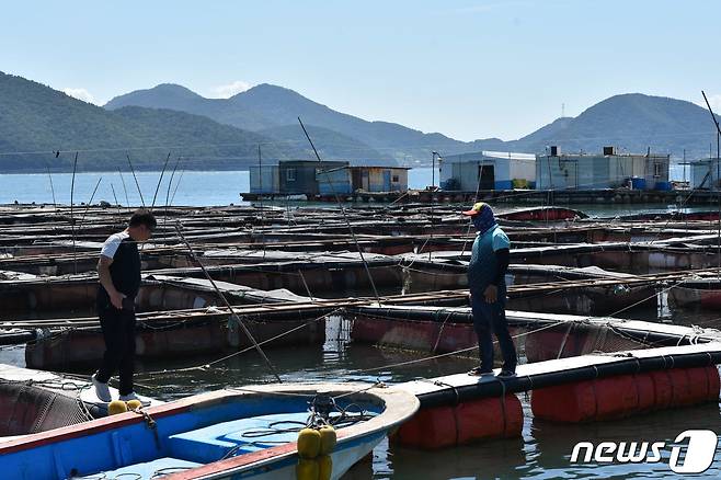 3일 오후 전남 여수 돌산읍 화태리 가두리 양식장에서 어민들이 고수온 피해를 걱정하고 있다.2023.8.3/뉴스1 ⓒ News1 김동수 기자