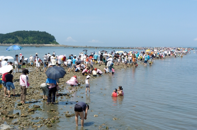 ▲무창포해수욕장에서 석대도에 이르는 1.5㎞의 구간의 바닷길에서 관광객들이 해산물을 잡고 있다 ⓒ보령시