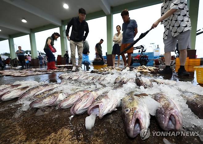 방사능 검사할 대구 고르는 공무원 (양양=연합뉴스) 양지웅 기자 = 일본 후쿠시마 제1원자력발전소 오염수 방류 이튿날인 25일 강원 양양군 남애항 내 수협 위판장에서 공무원들이 방사능 검사소에 보낼 대구를 고르고 있다. 2023.8.25 yangdoo@yna.co.kr