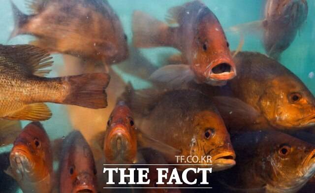 24일(현지시각) 홍콩에서 당국의 일본산 수산물 수입 금지 조치로 피해를 본 수산 도매시장 수조에 현지 생선들이 진열돼 있다. /AP.뉴시스