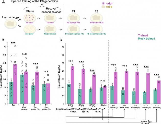 예쁜꼬마선충을 이용한 연합학습의 유전 결과. 네이처 커뮤니케이션 제공