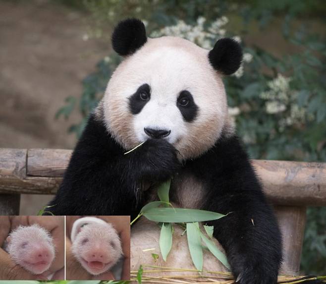 2020년 국내 최초 자연번식으로 태어난 판다 푸바오와 올해 7월 7일 태어난 푸바오의 쌍둥이 여동생들(흰 원). 지난 2016년 중국이 친선 도모와 연구 협력을 목적으로 한국에 보내준 판다 부부, 아이바오(암)와 러바오(수) 사이에서 태어났다. 에버랜드 제공