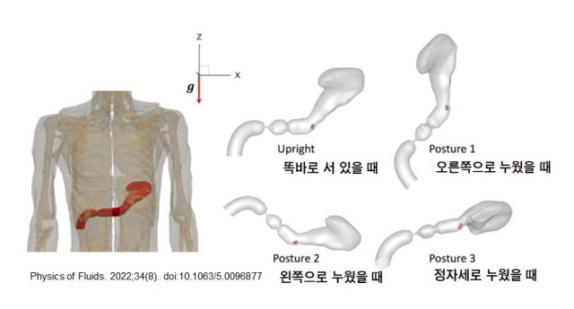 알약이 위에 떨어지는 위치./사진=Physics of Fluids