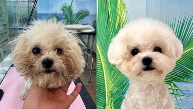 펫숍에서 구조돼 평생 가족을 기다리고 있는 아라(1세). YHS 제공