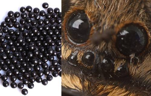 환공포증은 두가지 진화론적 관점에서 설명된다. 하나는 독거미와 같은 독이있는 생물에 대한 공포에서 기인한다. 그 예로 독거미 타란튤라의 눈은 4쌍으로 여덟 개가 모여있다. 이 공포에 대한 거부반응의 일환으로 동그라미가 모여있는 것만으로도 신체가 혐오로 반응한다는 설명이다. * 주의_환공포증의 원인 이해를 돕기 위한 사진으로, 혐오를 일으킬 수 있음 [사진=게티이미지뱅크]