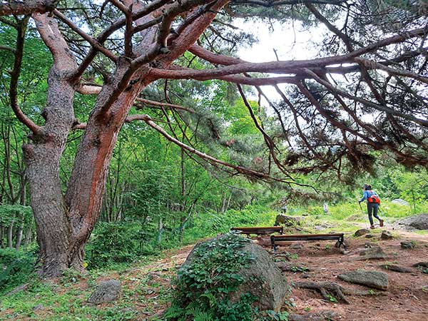 병암산장 위에 있는 노송부터는 바위길이 이어진다.