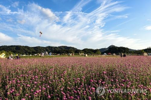 지난해 양주 나리공원 천일홍 축제 때 모습  [양주시 제공. 재판매 및 DB 금지]