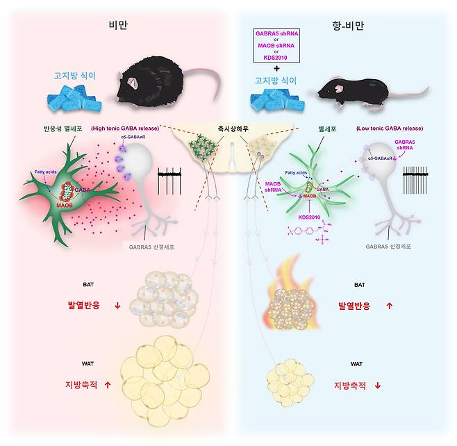 별세포(성상교세포)의 지방 대사 조절을 보여주는 그림. 왼쪽 그림은 장기간 고지방 식이를 섭취한 비만 생쥐 뇌의 측시상하부에 반응성 별세포의 마오비(MAO-B) 효소가 발현돼 지속성 가바(GABA)가 과생성된 모습이다. 가바는 GABRA5 신경세포의 활성을 감소시켜 지방 대사를 억제해 체중을 증가시킨다. 반면 오른쪽은 별세포의 마오비 또는 GABRA5 유전자를 억제하거나, 마오비 억제제 KDS2010 투여하면 가바 분비가 줄어 GABRA5 신경세포가 활성화되고, 지방 대사가 촉진돼 체중을 감소시키는 모습이다./IBS