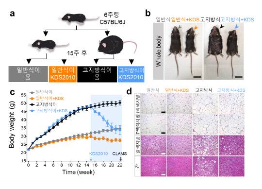 KDS2010가 반응성 별세포의 지속성 가바 생성을 억제하고 비만을 치료하는 개념도



IBS 제공