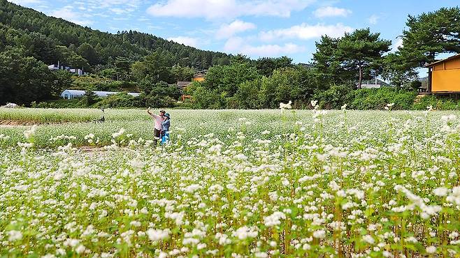 코로나 확산, 폭우 등의 영향으로 중단했던 평창 효석문화제가 올가을 4년 만에 돌아온다. 최승표 기자