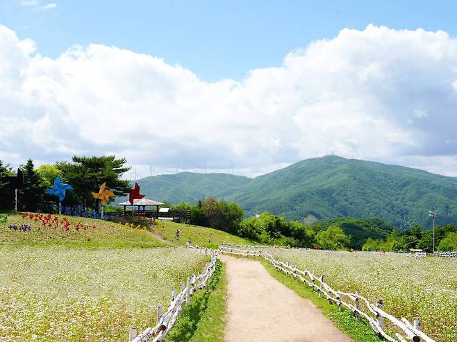 휘닉스 평창 단지 내 해발 1050m 몽블랑 정상 메밀꽃밭.(사진=휘닉스 호텔&리조트 제공)