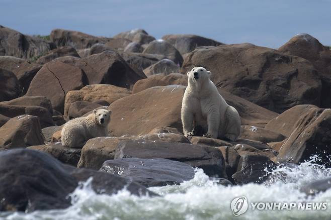 2022년 8월 캐나다 허드슨베이의 북극곰 모자 [AFP=연합뉴스 자료사진]