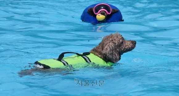 3일 서울 광진구 뚝섬한강공원 반려견 수영장에서 반려견들이 수영을 하고 있다. 반려견 수영장은 오는 24일까지 시범 운영된다. 이용료는 무료이고 별도 예약 없이 현장 선착순으로 입장한다. 2023.9.3안주영 전문기자