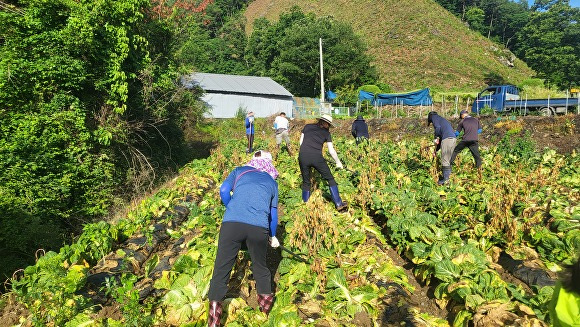 보은군이 일손이 부족한 취약계층 농가를 대상으로 일손지원 기동대를 운영하고 있다. [사진=보은군]