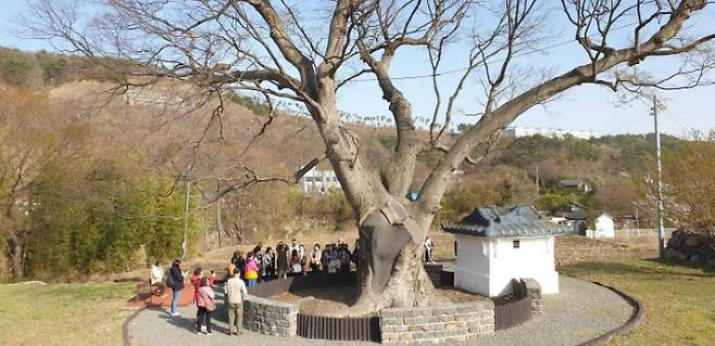 부산 기장군 장안 밀레니엄 나무. 부산시 제공