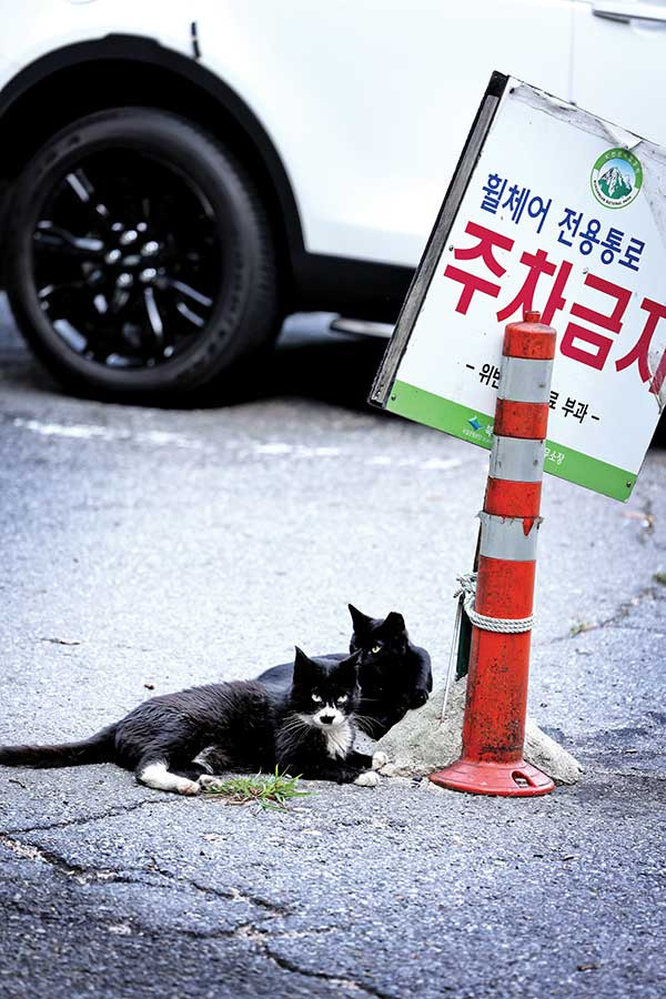 도선사 주차장에는 평소 개와 고양이가 무척 많다.