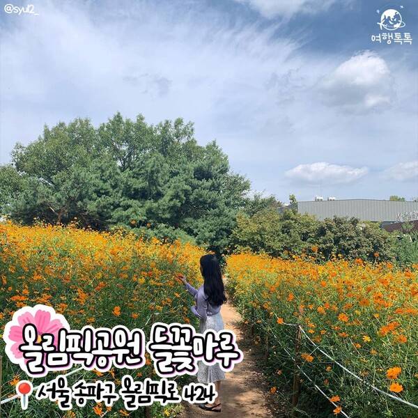 코스모스 명소 추천 /&nbsp;@syul2_&nbsp;