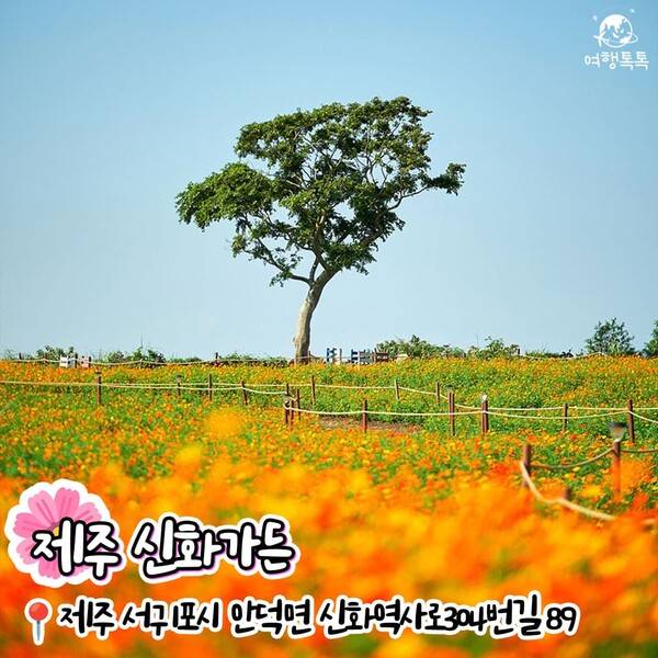 코스모스 명소 추천 / ⓒ여행톡톡