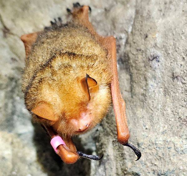 치악산에 8년째 서식하는 멸종위기 야생생물이자 천연기념물인 일명 '황금박쥐' 붉은박쥐의 모습. [사진=국립공원공단]