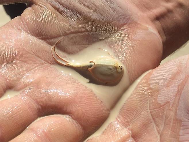 미국 네바다주 버닝맨 행사장에서 발견된 긴꼬리투구새우. /X(트위터)