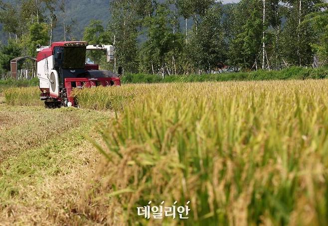 강원 철원군 철원읍 사요리의 논에서 지역 첫 추수 작업이 이뤄지고 있다. ⓒ연합뉴스