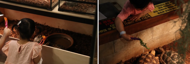 거부기앤쿠펫의 알다브라 육지거북 먹이주기 체험 / 사진=구소정 여행+기자