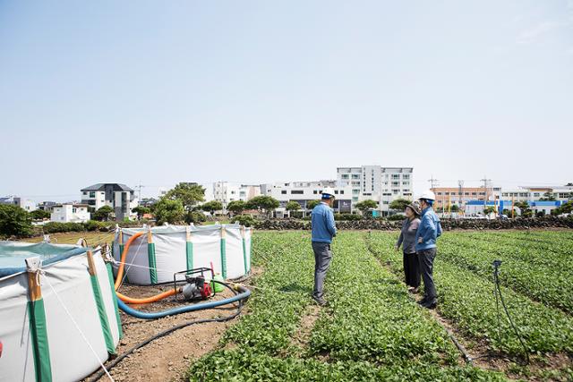 제주 액화천연가스(LNG) 기지에서 만든 응축수를 제주 농민들이 애월 취나물밭에 활용하고 있다. 가스공사 제공