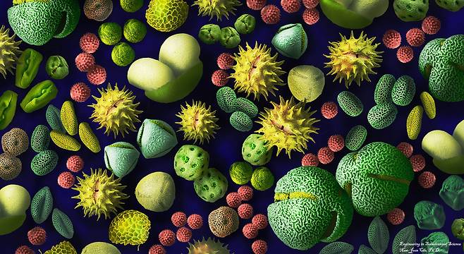 전자현미경으로 촬영한 꽃가루들. 색은 나중에 입힌 것이다. 한국인 과학자들이 꽃가루를 잉크 삼아 의료용 소재를 3D 프린팅하는 데 성공했다. /싱가포르 난양 공대