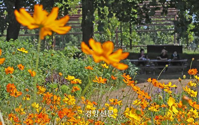절기상 ‘백로’를 하루 앞둔 7일 경기도 수원탑동시민농장을 찾은 시민들이 그늘 아래에서 만개한 황화 코스모스를 바라보고 있다.