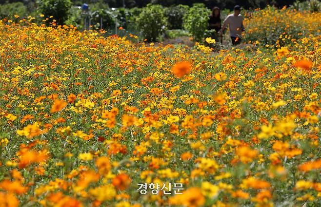 절기상 ‘백로’를 하루 앞둔 7일 경기도 수원탑동시민농장을 찾은 시민들이 만개한 황화 코스모스 사이를 걷고 있다.