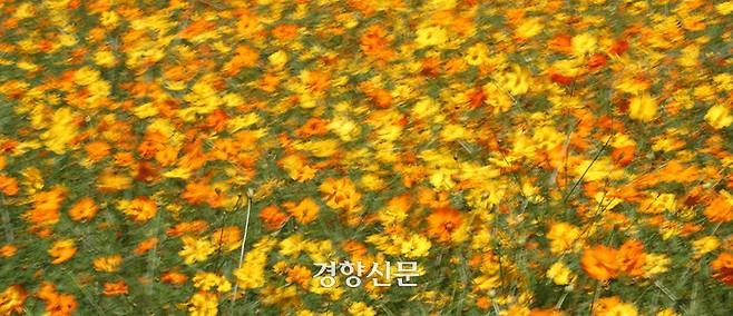 절기상 ‘백로’를 하루 앞둔 7일 경기도 수원탑동시민농장에서 만개한 황화 코스모스가 바람에 흔들리고 있다.