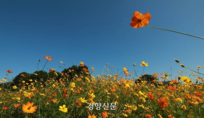 절기상 ‘백로’를 하루 앞둔 7일 경기도 수원탑동시민농장에 만개한 황화 코스모스 위로 파란 하늘이 펼쳐져 있다.